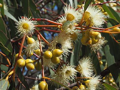 Eucalyptus leucoxylon ssp. pruinosa f Denzel Murfet Tothill Ranges